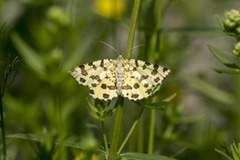 Speckled Yellow (Pseudopanthera macularia)