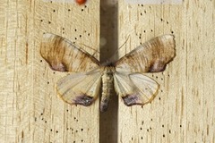 Scorched Wing (Plagodis dolabraria)