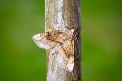 Tyrihjelmfly (Polychrysia moneta)