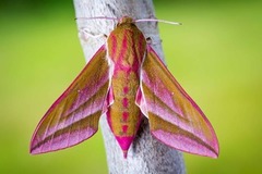 Elephant Hawk-moth (Deilephila elpenor)