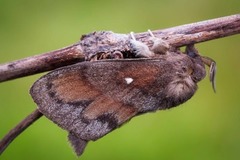Pine Lappet (Dendrolimus pini)