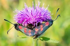 Six-spot Burnet (Zygaena filipendulae)