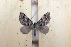 Manchester Treble-bar (Carsia sororiata)