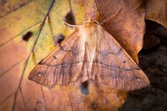 Feathered Thorn (Colotois pennaria)
