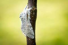 Puss Moth (Cerura vinula)