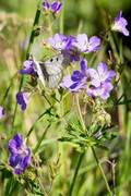 Clouded Apollo (Parnassius mnemosyne)