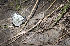 Hagtornsommerfugl (Aporia crataegi)