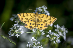 Speckled Yellow (Pseudopanthera macularia)