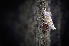 Dvergstjertspinner (Clostera pigra)