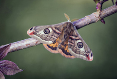 Emperor Moth (Saturnia pavonia)