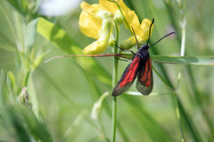 Båndbloddråpesvermer (Zygaena osterodensis)