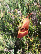 Eikespinner (Lasiocampa quercus)