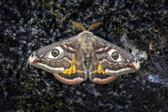 Emperor Moth (Saturnia pavonia)