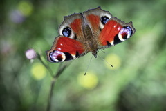 Dagpåfugløye (Aglais io)