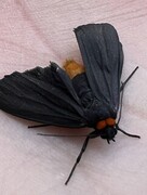 Rødhalslavspinner (Atolmis rubricollis)