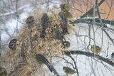 Gulspurv (Emberiza citrinella)