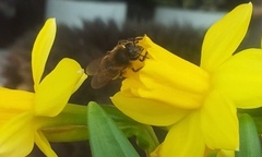 Honningbie (Apis mellifera)