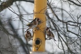 Stillits (Carduelis carduelis)