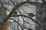 Gulspurv (Emberiza citrinella)