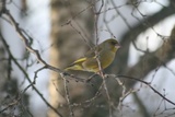 Grønnfink (Carduelis chloris)