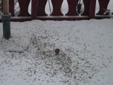 Gråsisik (Carduelis flammea)