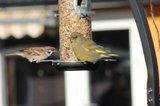 Grønnfink (Carduelis chloris)