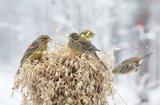 Gulspurv (Emberiza citrinella)