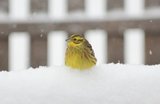 Gulspurv (Emberiza citrinella)