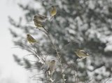 Grønnfink (Carduelis chloris)