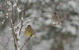 Gulspurv (Emberiza citrinella)