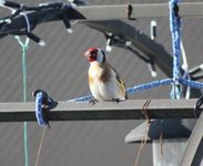 European Goldfinch (Carduelis carduelis)