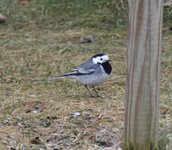 White Wagtail (Motacilla alba)