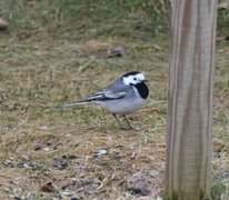 White Wagtail (Motacilla alba)