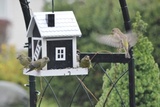 Grønnfink (Carduelis chloris)