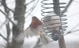 Rødstrupe (Erithacus rubecula)