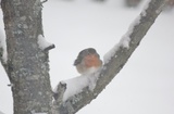 Rødstrupe (Erithacus rubecula)