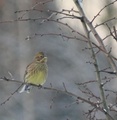 Gulspurv (Emberiza citrinella)