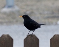 Svarttrost (Turdus merula)