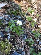 Hvitveis (Anemone nemorosa)