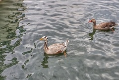 Bar-headed Goose (Anser indicus)