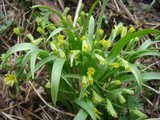 Gullstjerne (Gagea lutea)