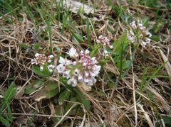 Alpine Penny-cress (Noccaea caerulescens)