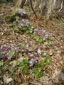 Blåveis (Hepatica nobilis)