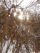 Grey Alder (Alnus incana)