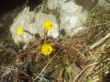 Hestehov (Tussilago farfara)