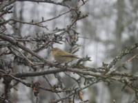Chiffchaff (Phylloscopus collybita)