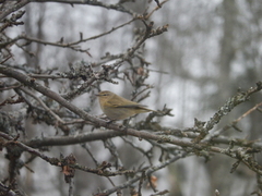 Chiffchaff (Phylloscopus collybita)