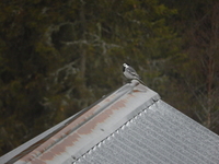 White Wagtail (Motacilla alba)