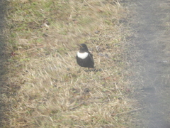 Ring Ouzel (Turdus torquatus)