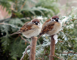 Pilfink (Passer montanus)